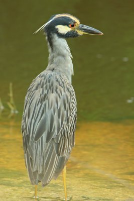 Yellow-crowned Night Heron