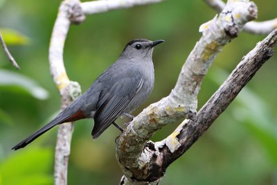 Gray Catbird