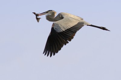 Great Blue Heron flying with fish