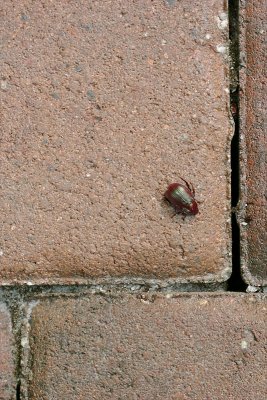 Beetle on pavers