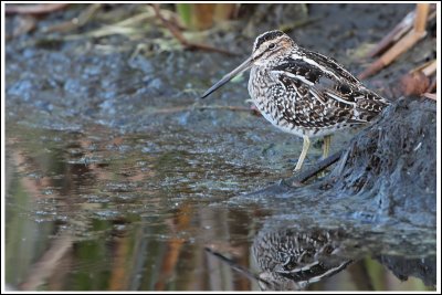Wilson's Snipe and Reflection