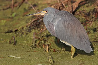 Tricolored Heron