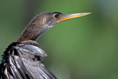 Anhinga