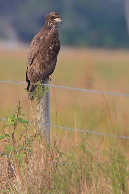 Bald Eagle (Immature)