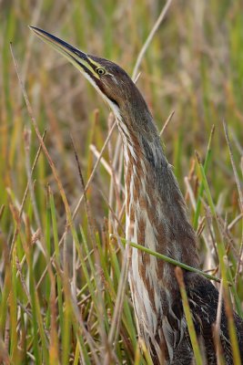 American Bittern