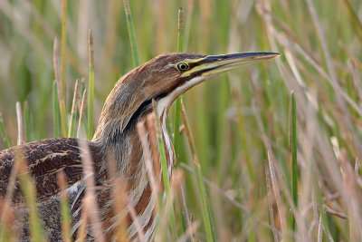 American Bittern