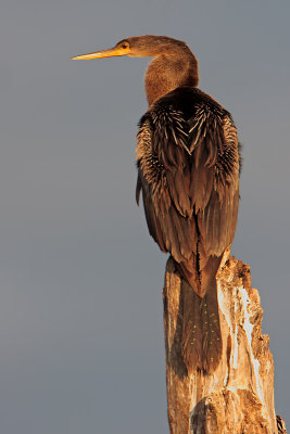 Anhinga