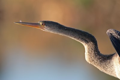 Anhinga