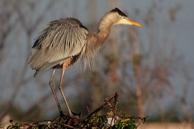 Great Blue Heron