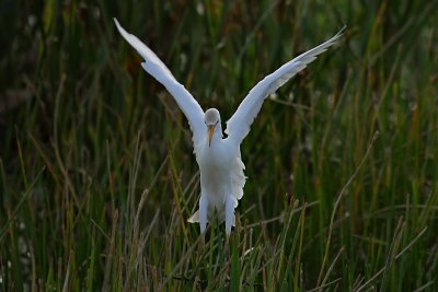 Cattle Egret landing