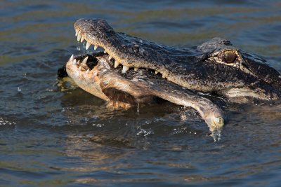 Gator and Anhinga