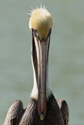 Brown pelican
