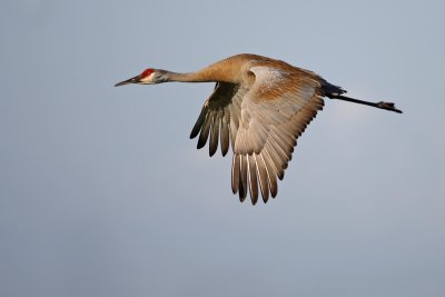 Sandhill Crane flight