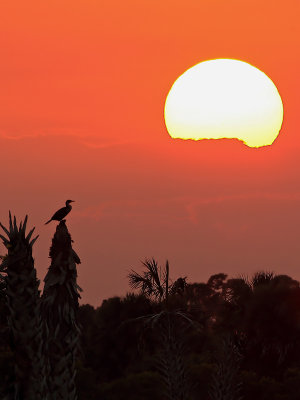 Sunset and Cormorant (Viera Wetlands)