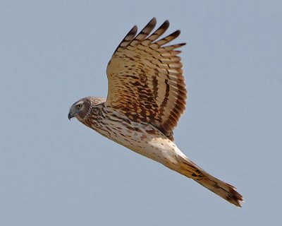 Northern Harrier (female)