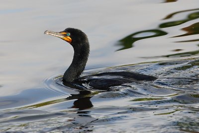 Double-crested Cormorant