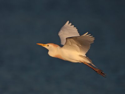 Cattle Egret flight