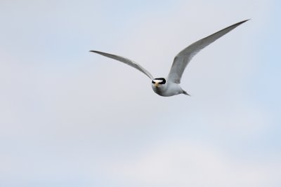 Least Tern flight