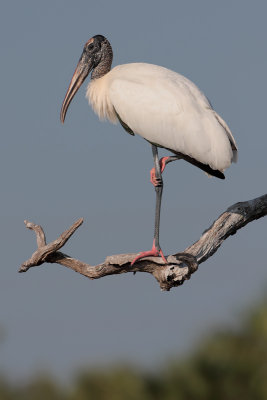 Wood Stork