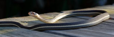 Peninsula ribbon snake