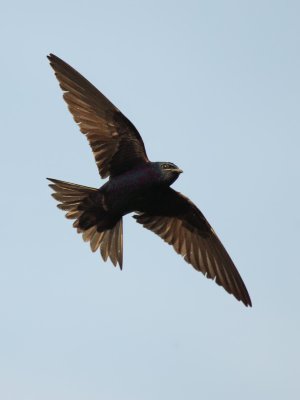 Purple Martin in flight