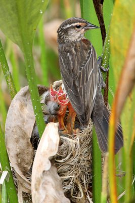 Red-winged Black Bird family