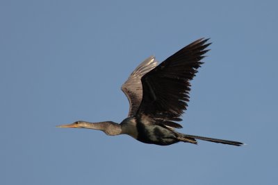 Anhinga