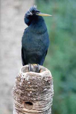 Anhinga