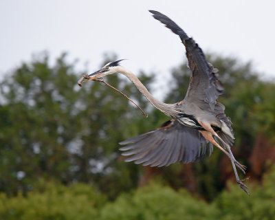 Great Blue Heron (The stick offering)