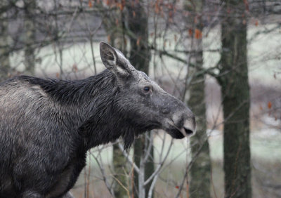 Moose (Alces alces) 