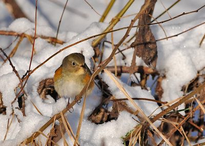 Red-flanked bluetail (Tarsiger cyanurus)