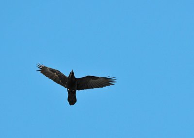 Raven (Corvus corax)