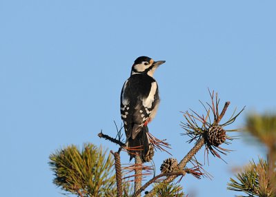 Great-spotted woodpecker (Dendrocopos major)