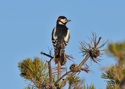 Great-spotted woodpecker (Dendrocopos major)