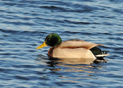 Mallard (Anas platyrhynchos)