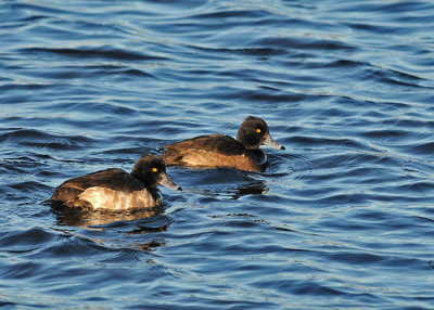 Tufted duck (Aythya fuligula)