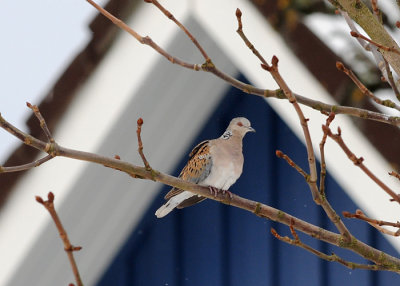 Turtle dove (Streptopelia decaocto)