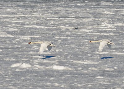 Mute swan (Cygnus olor)