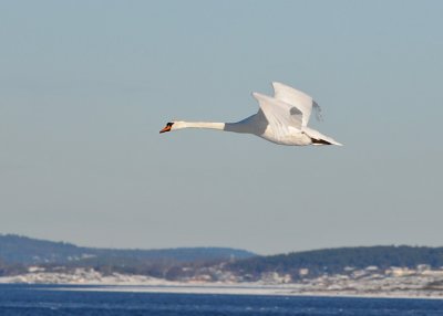 Mute swan (Cygnus olor)