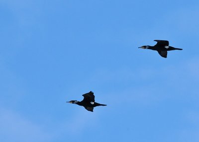 Great Cormorant (Phalacrocorax carbo)