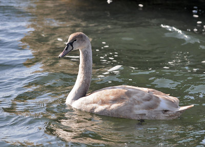 Mute swan (Cygnus olor)