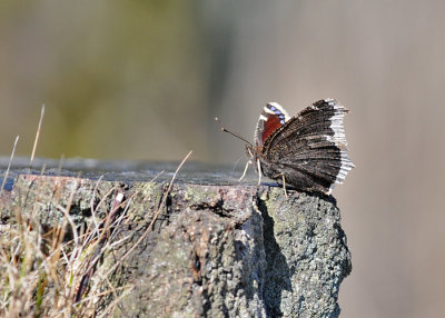 Sorgmantel, Hagestads naturreservat 100414