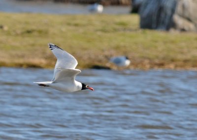 Mediterranean Gull (Larus melanocephalus)