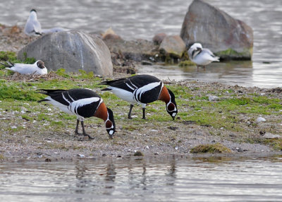 Red-breasted goose