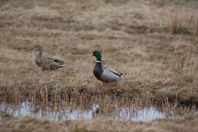 Mallard (Anas platyrhynchos)