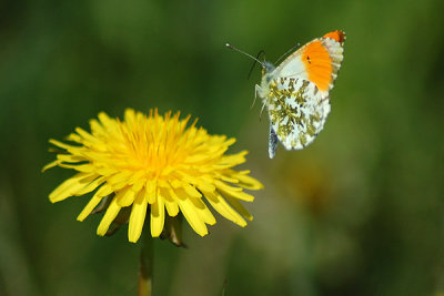 Butterflies