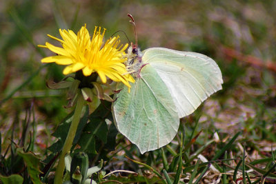 Citronfjril, Btafjorden 080502