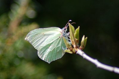 Citronfjril, Btafjorden 080502