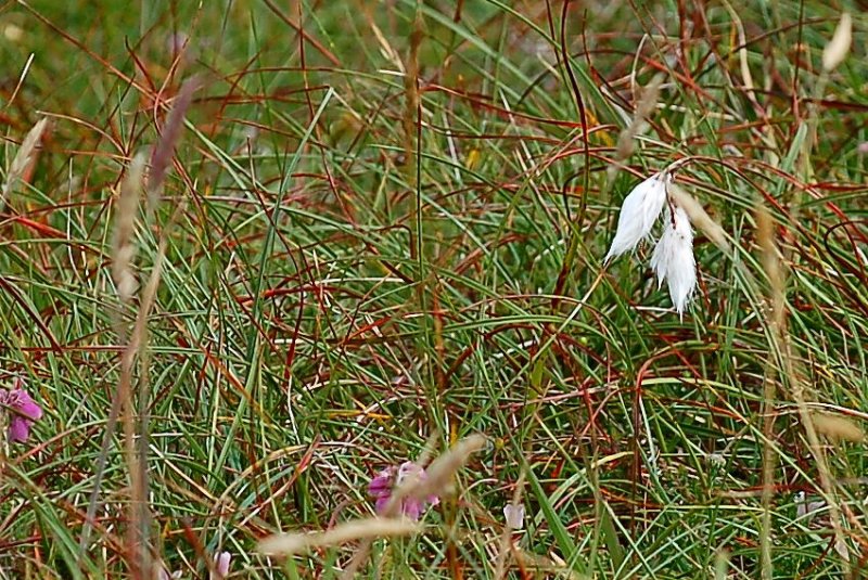 Bog Cotton