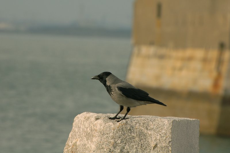 Rook on a rock - Cg ar charraig 1.jpg